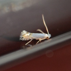 Phyllonorycter lucidicostella