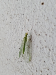 Chrysoperla lucasina