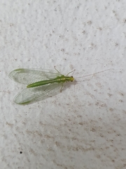Chrysoperla lucasina