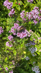 Aglais urticae