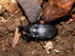 Abax parallelepipedus