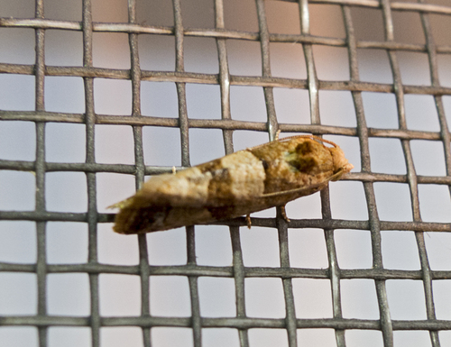 Lobesia indusiana