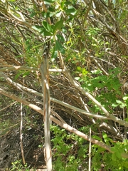 Salix lutea