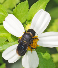 Megachile cincturata