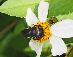 Megachile cincturata