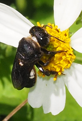 Megachile cincturata