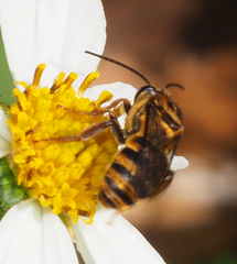 Mellitidia tomentifera