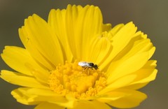 Perdita callicerata