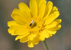 Perdita callicerata