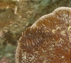 Phestilla fuscostriata