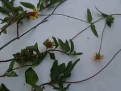 Acmella oppositifolia