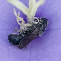 Chelostoma rapunculi