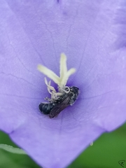 Chelostoma rapunculi