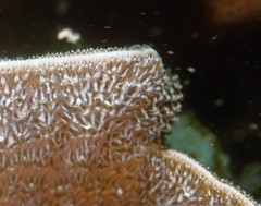 Phestilla fuscostriata