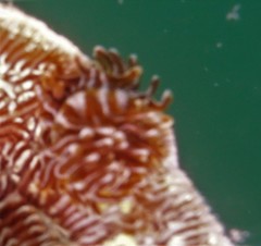 Phestilla fuscostriata