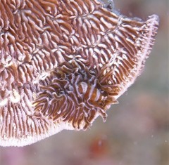 Phestilla fuscostriata