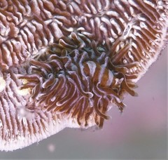 Phestilla fuscostriata