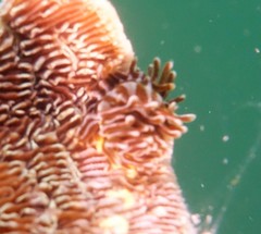 Phestilla fuscostriata