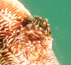 Phestilla fuscostriata