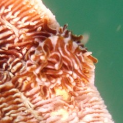 Phestilla fuscostriata