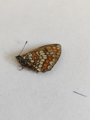 Melitaea aurelia
