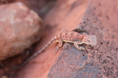 Tympanocryptis centralis