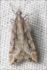 Scoparia ithyntis