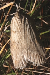 Neoteristis paraphanes