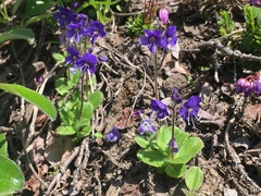 Veronica grandiflora