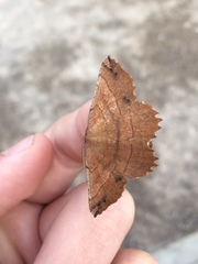 Euchlaena johnsonaria