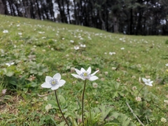 Eriocapitella rivularis