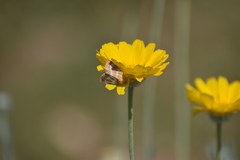 Schinia miniana
