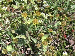 Bupleurum triradiatum