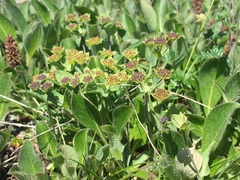 Bupleurum triradiatum
