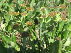 Bupleurum triradiatum