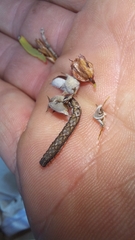 Eupithecia sagittata