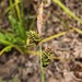 Velvet Sedge - Photo (c) Eric M Powell, some rights reserved (CC BY-NC), uploaded by Eric M Powell