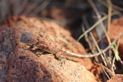 Tympanocryptis centralis