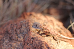 Tympanocryptis centralis