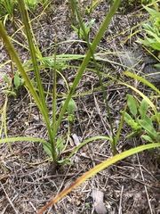 Carex vestita