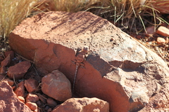 Tympanocryptis centralis