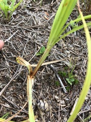 Carex vestita