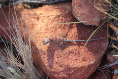 Tympanocryptis centralis