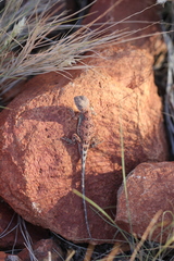 Tympanocryptis centralis