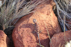 Tympanocryptis centralis