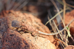 Tympanocryptis centralis