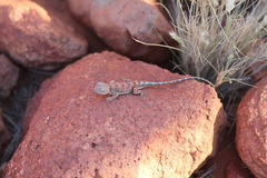 Tympanocryptis centralis