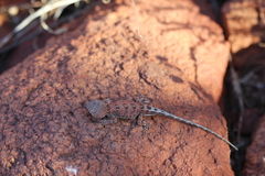 Tympanocryptis centralis