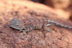 Tympanocryptis centralis