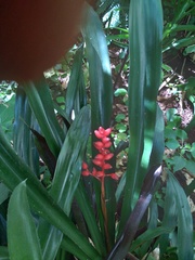 Aechmea miniata